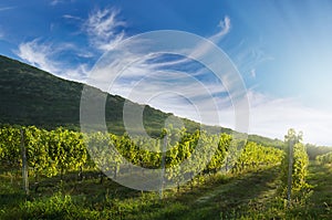 Vineyard rows with hill in the background