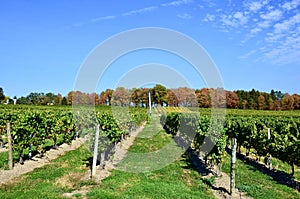 Vineyard in rows on Hill, New York