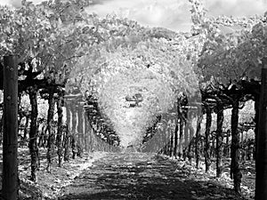 Between the vineyard rows, infrared