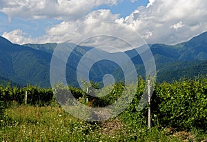 Vineyard rows on mountainous background in Kakheti, Georgia