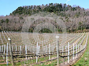 Vineyard with rows of posts with ripening grapes. Behind her is a hill with a forest