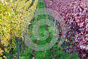 Vineyard rows with red and yellow leaves