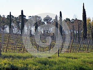 A vineyard with rows of ripening grape bushes. Tall trees in the background