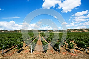Vineyard rows in spring with blue sky