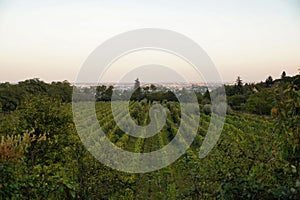 a vineyard with rows of trees in it and some buildings in the distance