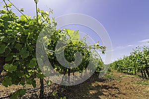 Vineyard with rows of vines with ripening grapes against a blue sky