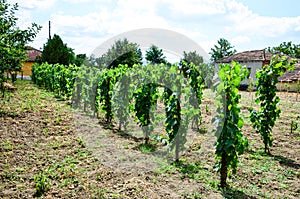 Vineyard