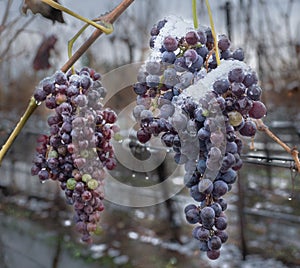 Vineyard rural area in winter