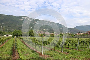 vineyard and rural landscape in Botticino, Brescia, Italy photo