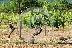 Vineyard in a rural landscape in Provence