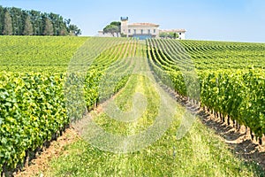 Vineyard in Saint Emilion, France