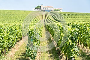 Vineyard in Saint Emilion, France