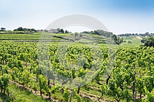 Vineyard in Saint Emilion, France