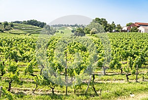 Vineyard in Saint Emilion, France