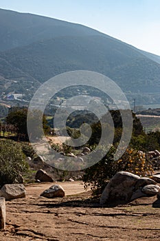 Vineyard in San Antonio de las Minas, Ensenada, Baja california, Mexico