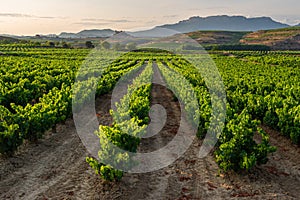 Vineyard, San Vicente de la Sonsierra as background, La Rioja, Spain