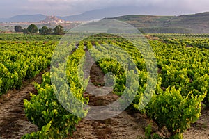 Vineyard with San Vicente de la Sonsierra as background, La Rioja, Spain photo