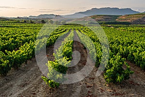 Vineyard, San Vicente de la Sonsierra as background, La Rioja, Spain photo