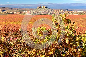 Vineyard, San Vicente de la Sonsierra as background, La Rioja, Spain photo