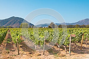 Vineyard in Santa Cruz Chile