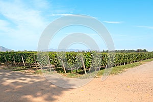 Vineyard in Santa Cruz Chile