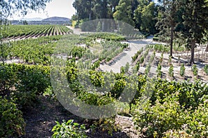 Vineyard in Santiago do Chile