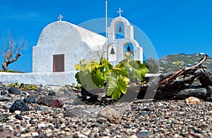 Vineyard at Santorini of Cyclades, Greece photo