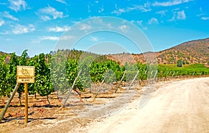 Sauvignon Blanc Vineyard