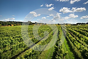 Vineyard Scene