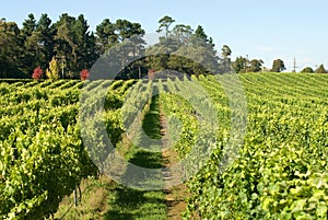 Vineyard Scene