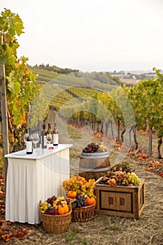 Vineyard autumn design with harvest photo