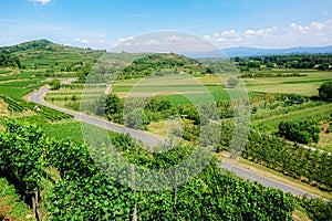 vineyard scenery at Ihringen Kaiserstuhl Germany