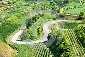 vineyard scenery at Kaiserstuhl Germany