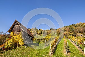 Vineyard on Schilcher wine route with traditional old hut and Kl photo
