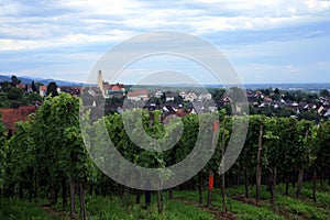 Vineyard in Schwarzwald