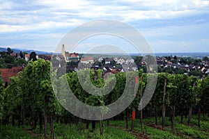Vineyard in Schwarzwald photo
