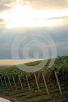 Vineyard in Schwarzwald