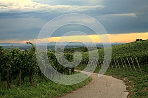 Vineyard in Schwarzwald photo