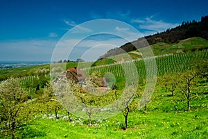Vineyard in Schwarzwald