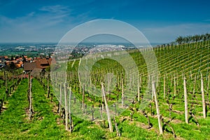 Vineyard in Schwarzwald