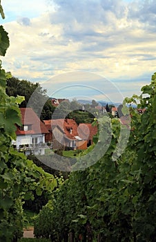 Vineyard in Schwarzwald, Germany photo