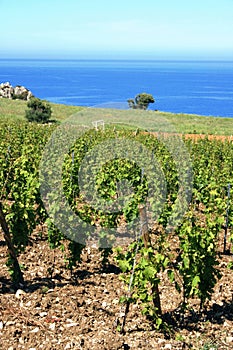 Vineyard and sea landscape