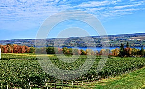 Vineyard on Seneca Lake, New York