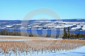 Vineyard on Seneca Lake, New York. Winter Scene