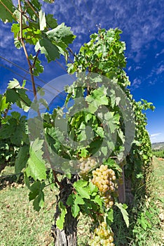 Vineyard on September, Italy, Piemonte, Gavi, a close up