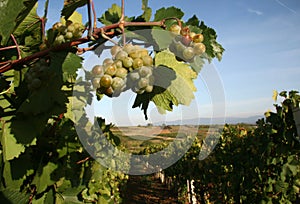 Vineyard in Serbia photo