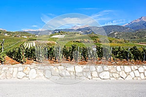 Vineyard in Sierre, Valais, Switzerland photo