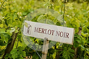 Vineyard Sign Grape Identification