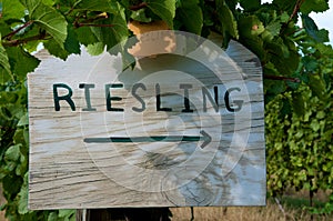 Vineyard Sign Riesling photo
