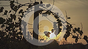 Vineyard silouette at sunset  
